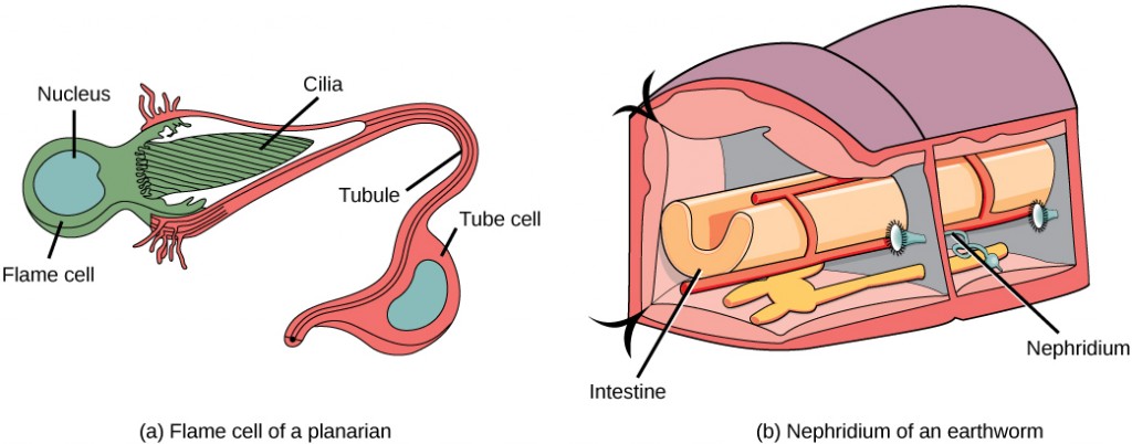 Illustration A shows a flame cell, which is bulb-shaped with cilia projecting from one end. The cilia form a point, like the tip of a paintbrush, inside as wide opening at the end of a tube cell. The tube cell narrows into a tubule, then widens into a body where the nucleus is located. The tubule continues past the cell body. Illustration B shows a cross section of an earthworm, which is segmented with walls separating each segment. The trumpet-like opening of a nephridium sticks out of the wall. Cilia surround the opening. Beyond the wall, the nephridium forms a tube that winds down to the ventral surface, where it connects with an opening to the exterior. Just above the opening the tube widens into a bladder.