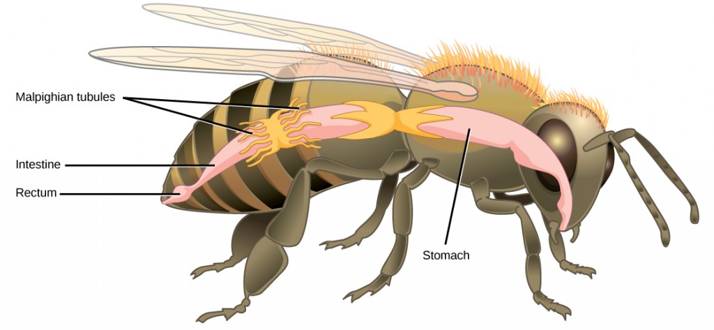 Illustration shows the digestive tract of a bee. Food enters the mouth, and then goes through the stomach to the intestine. The Malpighian tubules are wormlike protrusions that form a band around the intestine. After the intestine, food enters a bulge called the rectum, and exits through the anus.