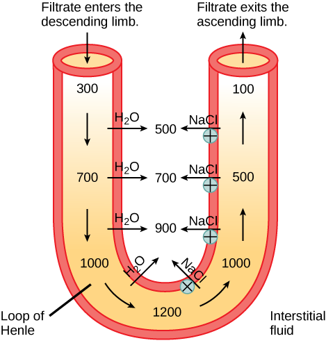 A U-shaped tube represents the loop of Henle. Filtrate enters the descending limb, and exits the ascending limb. The descending limb is water-permeable, and water travels from the limb to the interstitial space. As a consequence, the osmolality of the filtrate inside the limb increases from 300 milliosmoles per liter at the top to 1200 milliosmoles per liter at the bottom. The ascending limb is permeable to sodium and chloride ions. Because the osmolality inside bottom part of the limb is higher than the interstitial fluid, these ions diffuse out of the ascending limb. Higher up, sodium is actively transported out of the limb, and chloride follows.  At the top of the ascending limb, the filtrate is 100 milliosmoles.