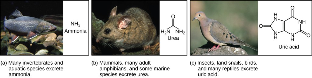 Part A shows a photo of a freshwater fish and states that many invertebrates and aquatic species excrete ammonia. The chemical structure of ammonia is upper case N upper case H subscript 3 baseline. Part B shows a photo of a wood rat and states that mammals, many adult amphibians, and some marine species excrete urea. The chemical structure of urea is shown. Urea has one upper N upper H subscript 2 baseline group, and one upper N upper H subscript 2 baseline group attached to a central carbon. An oxygen is also double-bonded to this central carbon. Part C shows a photo of a pigeon and states that insects, land snails, birds, and many reptiles excrete uric acid. The chemical structure of uric acid is shown. Uric acid has a six-membered carbon ring attached to a five-membered ring. Each ring has two upper N upper H groups embedded in it. An oxygen is double-bonded to each ring.