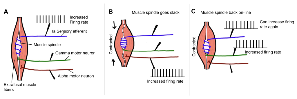 Series of images showing how gamma motor neurons allow for muscle spindle activity.