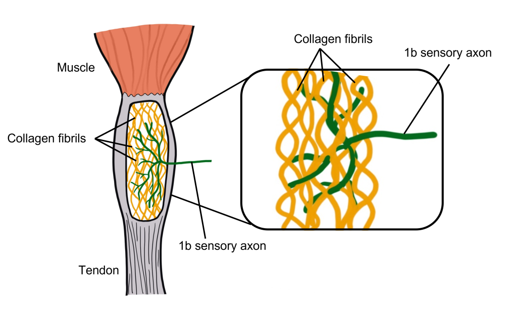 Structure of a Golgi tendon organ.