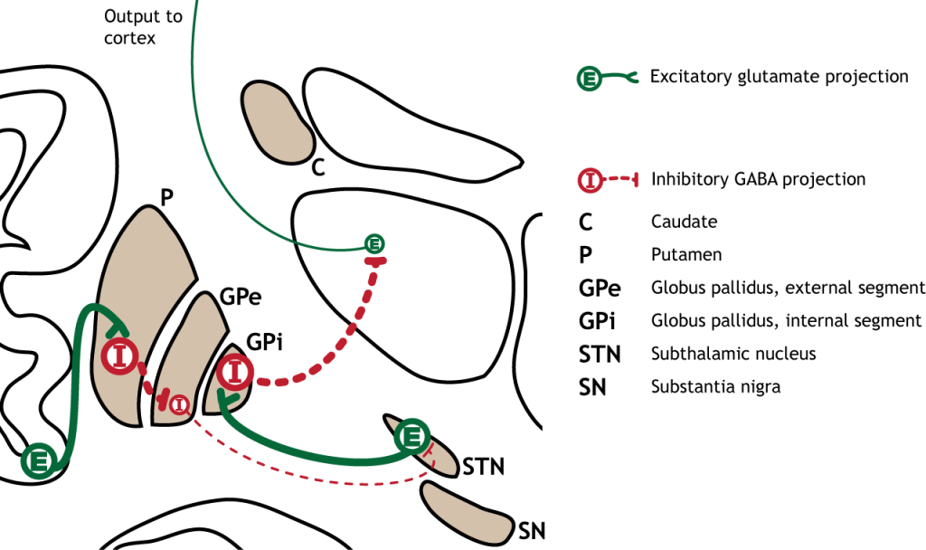 Illustration of synaptic changes in the indirect pathway as a result of cortical activation.