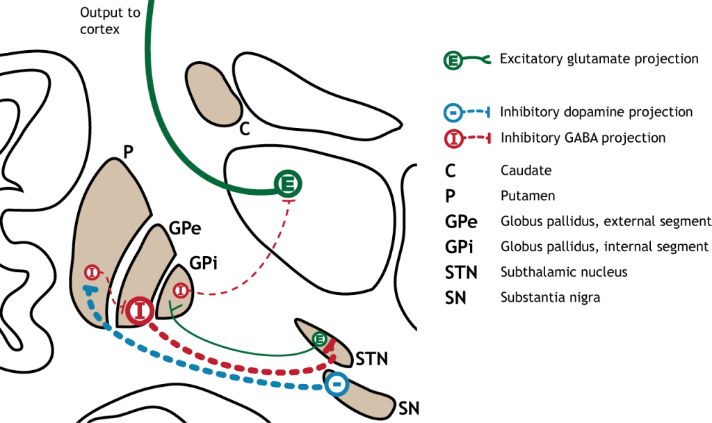 Illustration of synaptic changes in the indirect pathway as a result of inhibition from the substantia nigra.