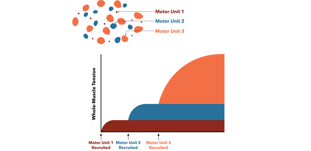 Graph showing motor unit recruitment for three different motor units.