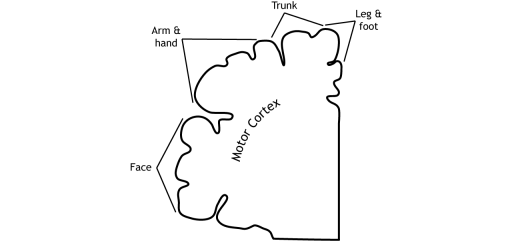 Illustration of the motor map of the motor cortex.