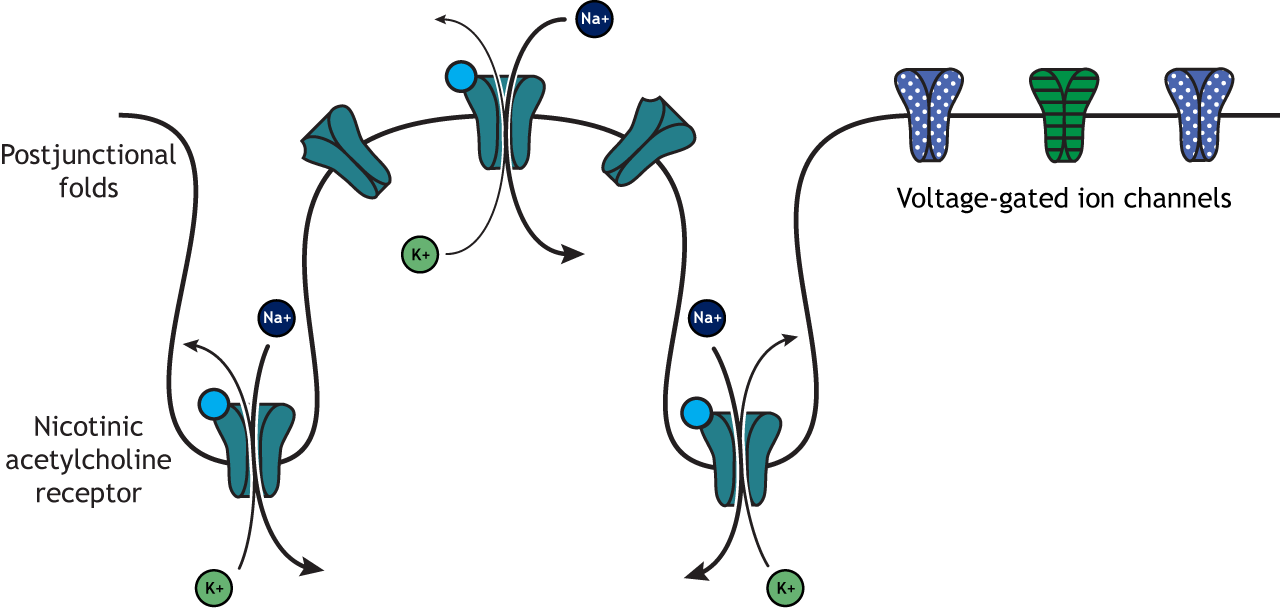 Postjunctional folds on muscle fiber and ion flow after acetylcholine action.