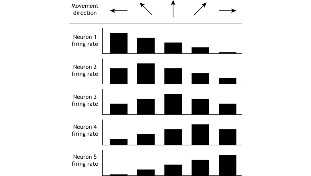 Illustration of neuron firing rates in response to movement in different directions.