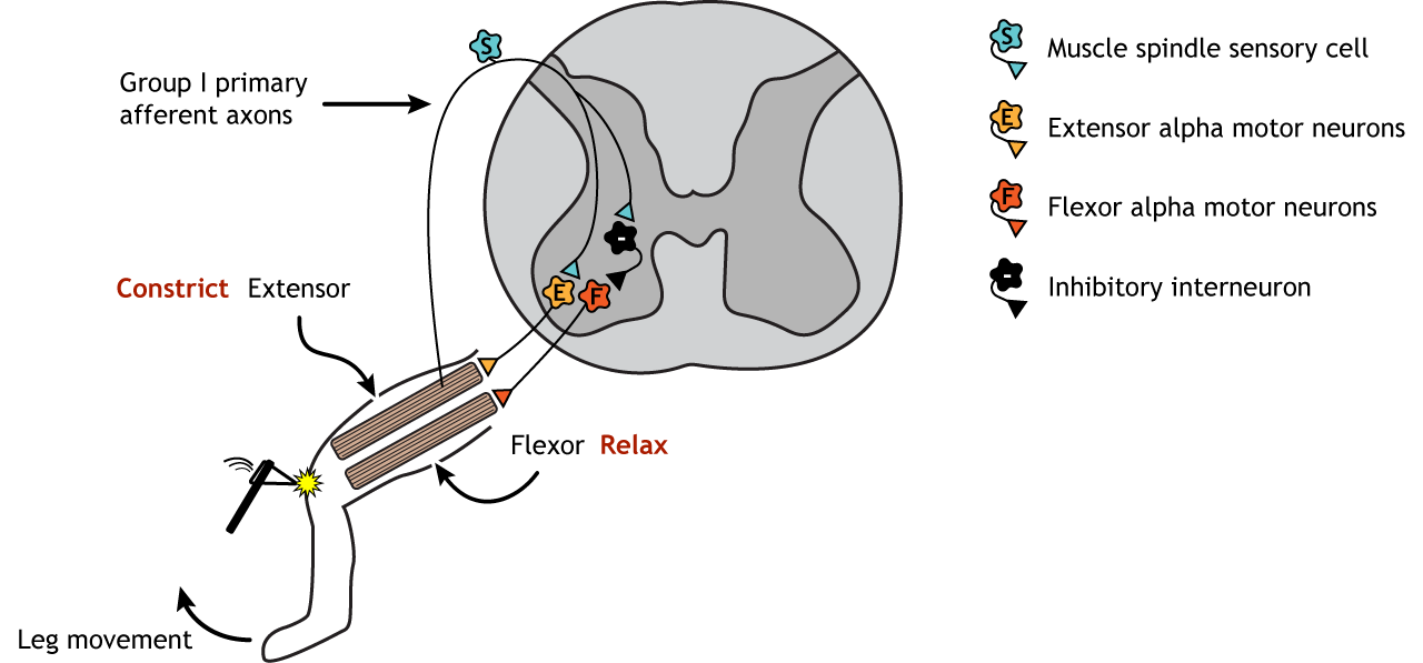 Illustration of leg and spinal cord showing synapses involved in the stretch reflex. Details in caption.