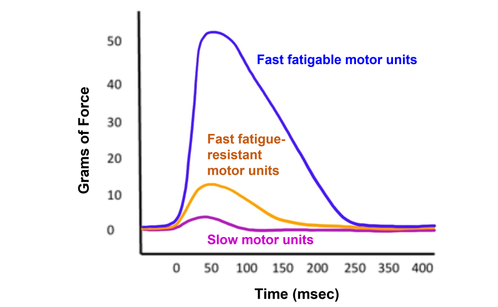 Graph of force generated by different types of motor units.