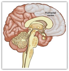 Diagram of the brain with prefrontal cortex labeled and highlighted.