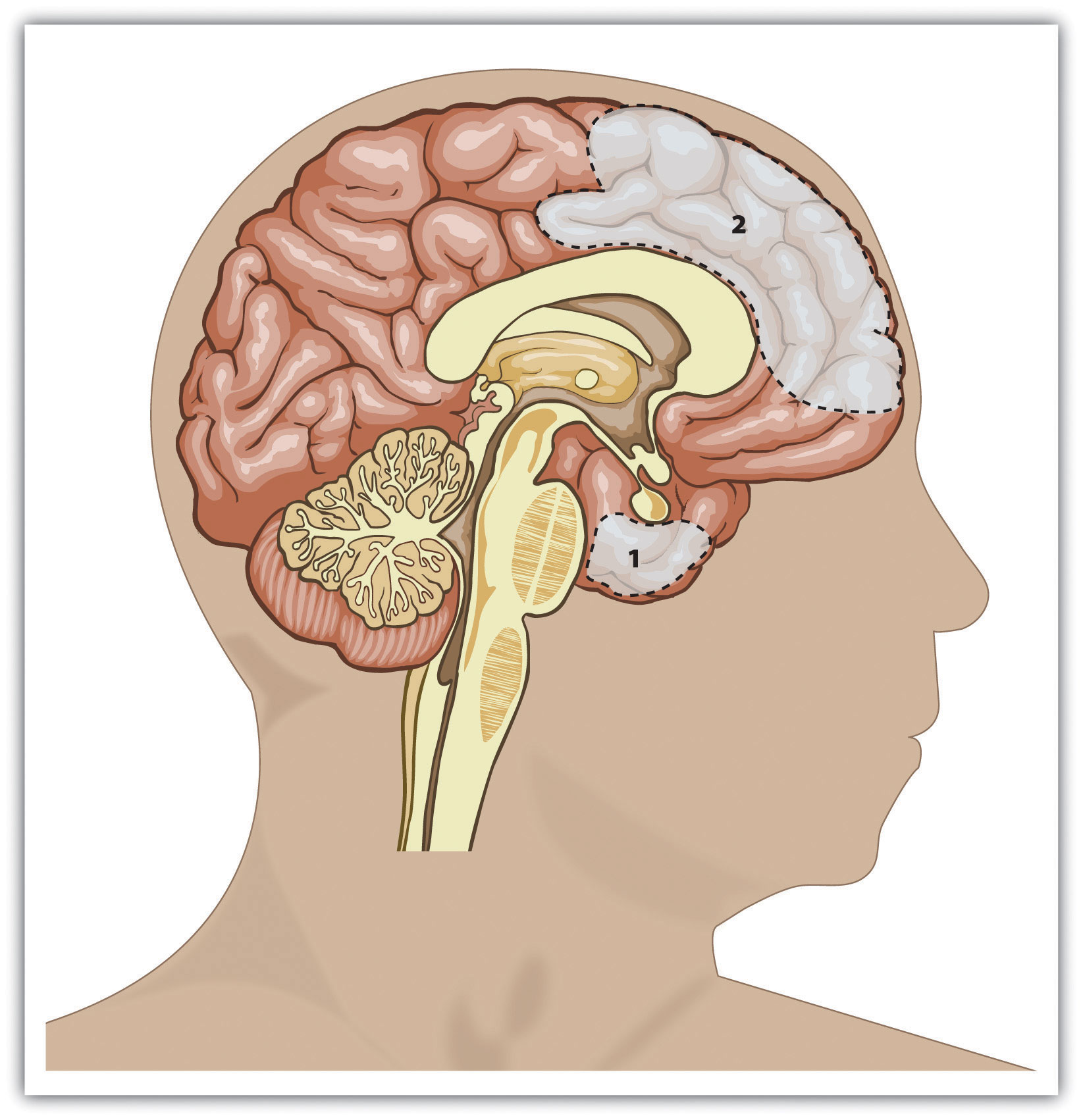 diagram of the brain with two areas highlighted.