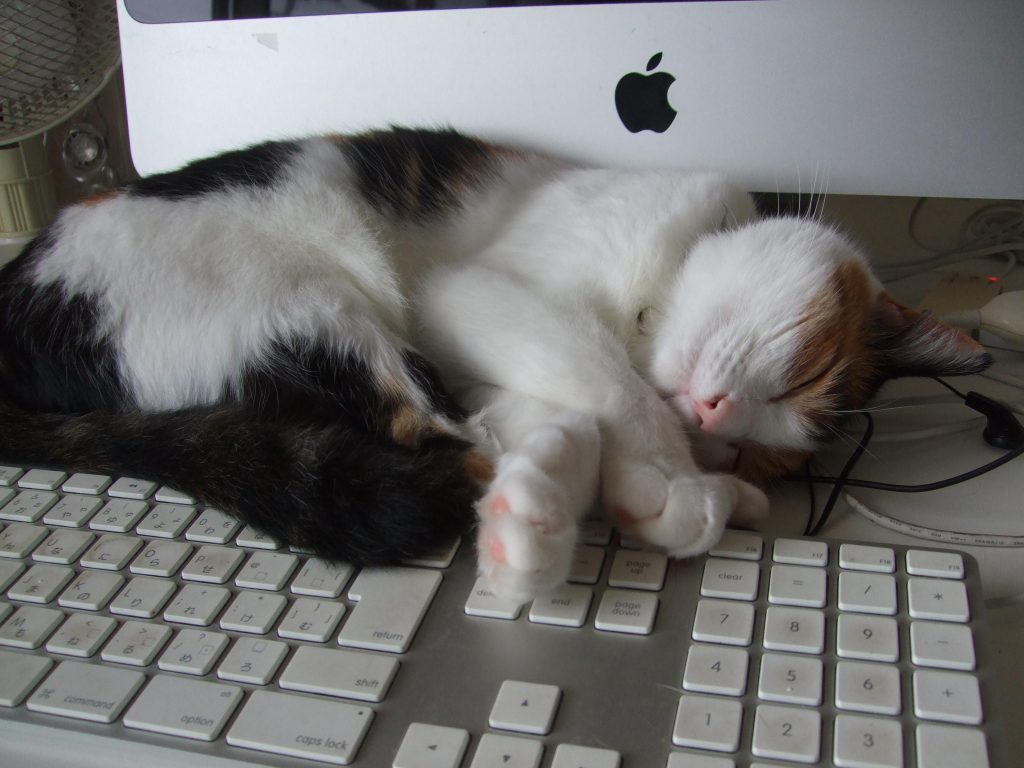 calico-cat lying on a keyboard.