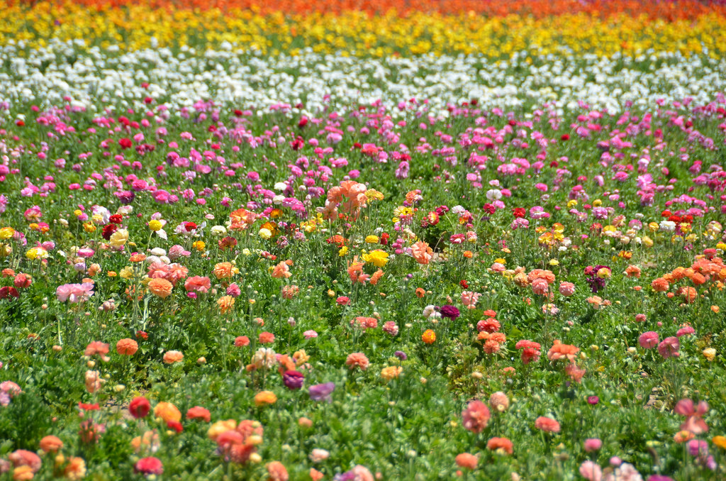 a field full of pink and orange flowers.