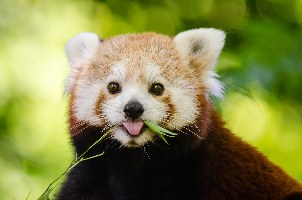 a small red panda looking directly at the camera with its tongue out.